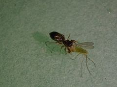 Synageles dalmaticus