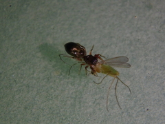 Synageles dalmaticus