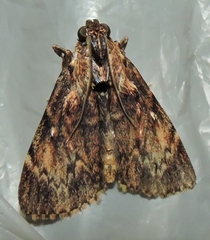 Salma cinerascens