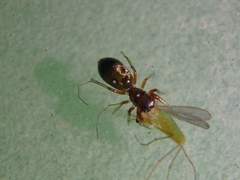 Synageles dalmaticus