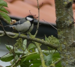 Parus major