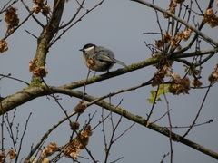 Parus major
