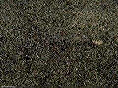 Apterichtus anguiformis