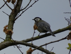 Parus major