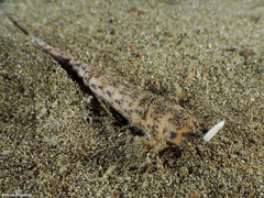 Terebra corrugata