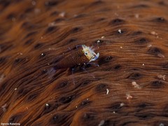 Gnathophyllum elegans