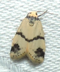 Thallarcha sparsana