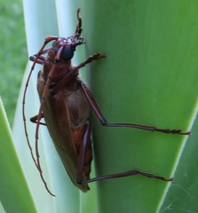 Ochrocydus huttoni