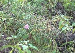 Pentas lanceolata