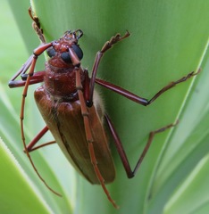 Ochrocydus huttoni