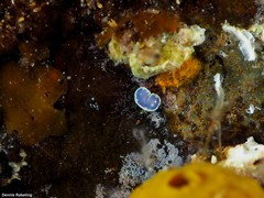 Felimida purpurea