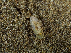 Roxaniella jeffreysi