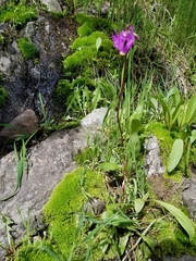 Primula pauciflora pauciflora