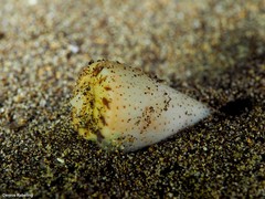 Conus canariensis