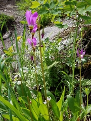 Primula pauciflora pauciflora