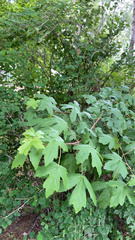 Acer campestre