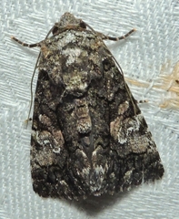 Aedia acronyctoides