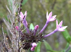 Pentas lanceolata