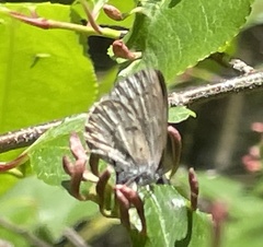 Celastrina serotina