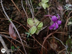 Pinguicula moranensis