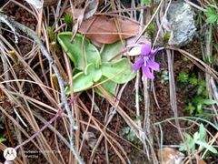 Pinguicula moranensis