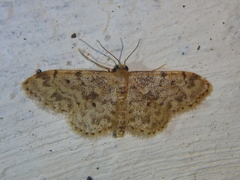 Idaea inquinata