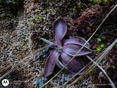 Pinguicula moranensis