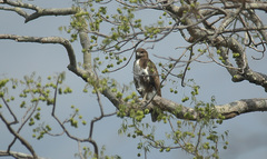Buteo brachypterus
