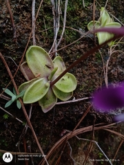 Pinguicula moranensis