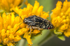 Acmaeodera mudgei