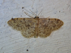 Idaea inquinata