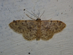 Idaea inquinata