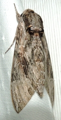 Agrius godarti