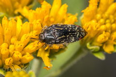 Acmaeodera mudgei