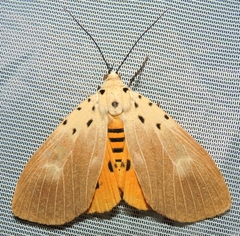 Asota iodamia