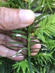 Pulvinaria floccifera