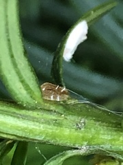 Pulvinaria floccifera