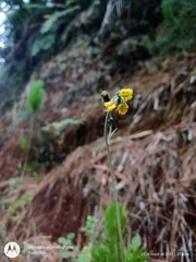 Hieracium abscissum