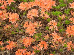 Rhododendron