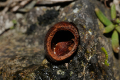 Muscardinus avellanarius