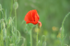 Papaver rhoeas
