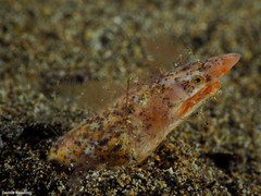 Apterichtus anguiformis