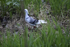 Columba livia domestica
