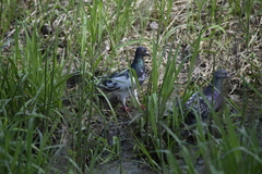 Columba livia domestica