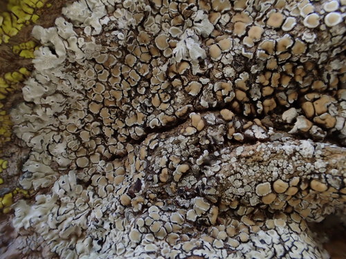 iNaturalist observation photo of Stonewall Rim Lichen
