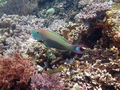 Cetoscarus ocellatus