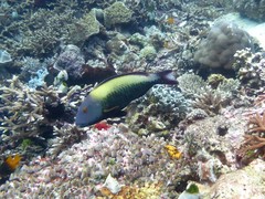 Cetoscarus ocellatus