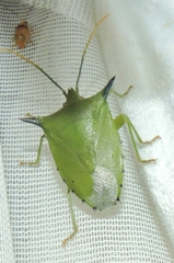 Biprorulus bibax