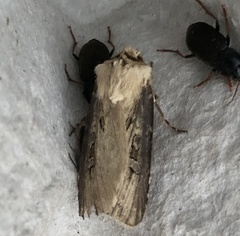 Agrotis volubilis