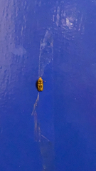 Lepidoptera